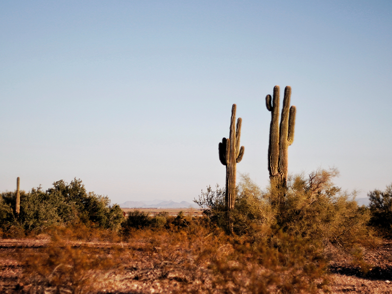 Arizona VoIP Pricing by PacketDial